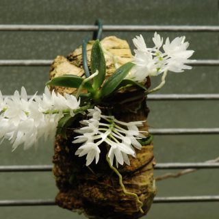 Aerangis hyaloides: Flores inmaculadas