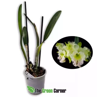 Rhyncholaeliocattleya Golf Green “Hairy Pig”