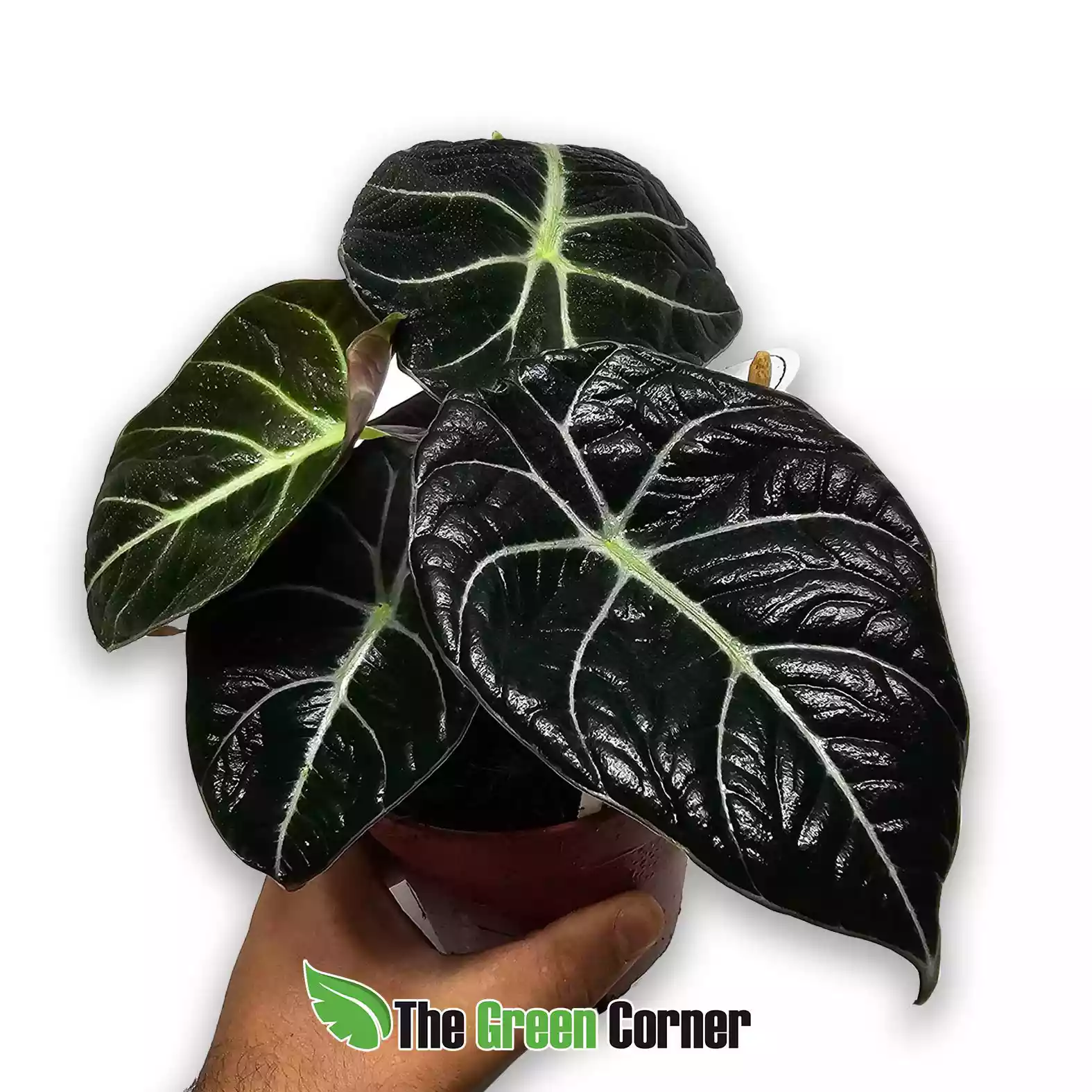 Alocasia Black Velvet