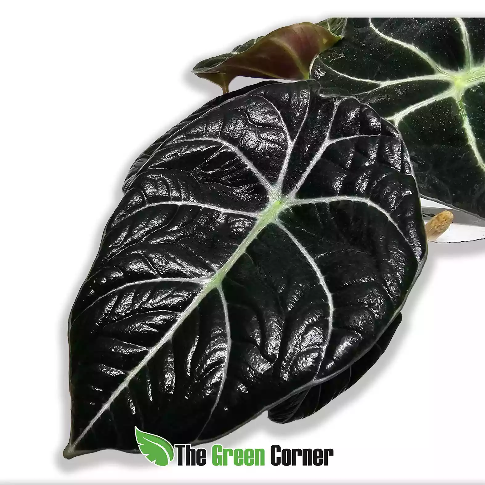 Alocasia Black Velvet - Imagen 2