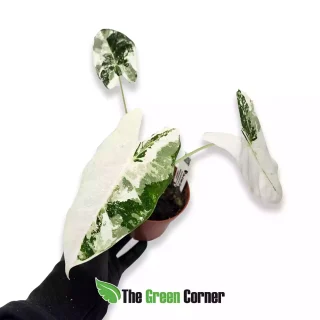 Alocasia Micholitziana ‘Frydek’ Variegada