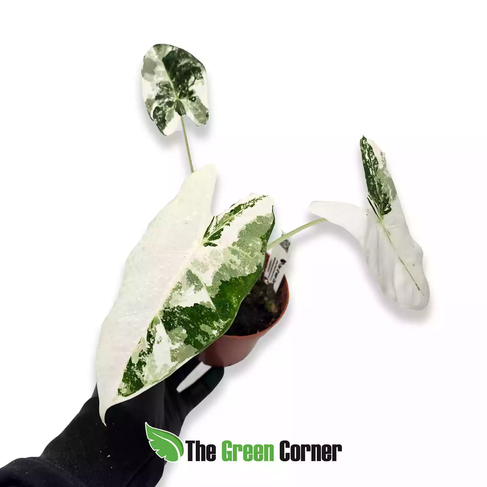 Alocasia Micholitziana ‘Frydek’ Variegada