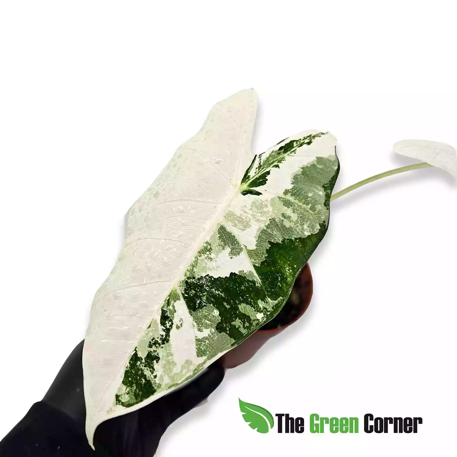 Alocasia Micholitziana ‘Frydek’ Variegada - Imagen 2