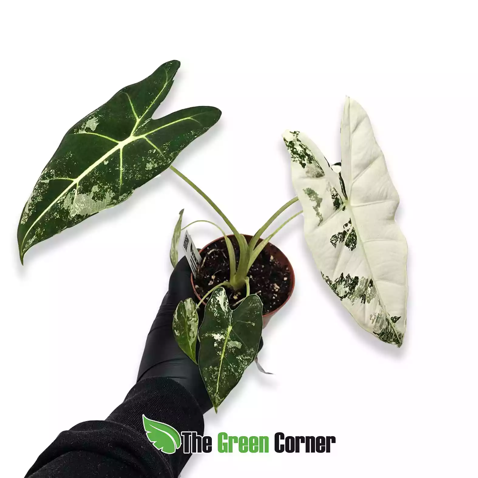 Alocasia Micholitziana ‘Frydek’ Variegada - Imagen 3