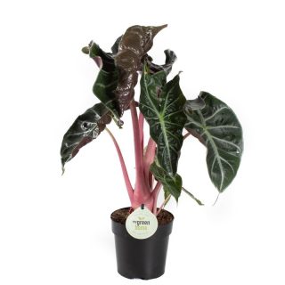 Alocasia pink Dragon