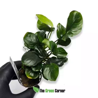 Anubias barteri var. nana COIN