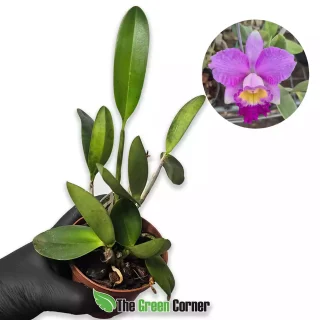 Cattleya pumila x loddigesii