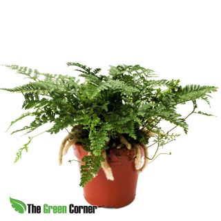 Davallia: helecho pata de conejo