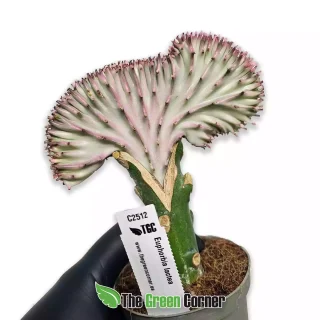 Euphorbia lactea cristata