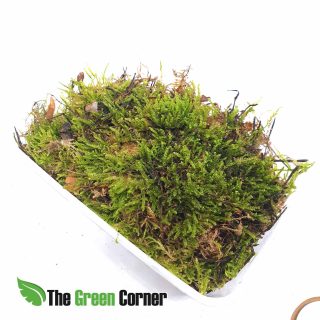 Musgo de Bosque: Tarrina de 1L