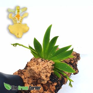 Psygmorchis pusilla: Orquidea de pequeño tamaño