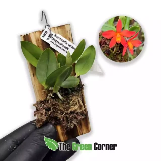 Sophronitis cernua x riograndiensis