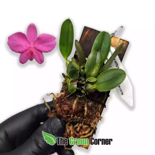 Sophronitis wittigiana