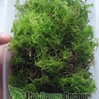 Musgo sphagnum vivo: Tarrina de 1L