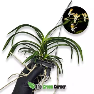 Vanda densoniana x Neofinetia falcata
