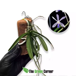 Vanda falcata x Vanda coerulea Dark